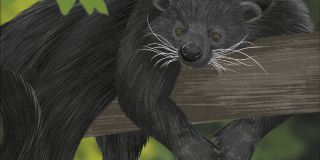 All aBOARD EXPO 2026 - Binturong Pass (Non-QC)