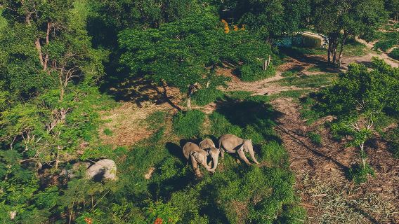 蘇梅島大象王國倫理保護區與空中步道之旅