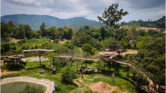 【蘇梅島】大象王國救助大象之旅（全是感動）