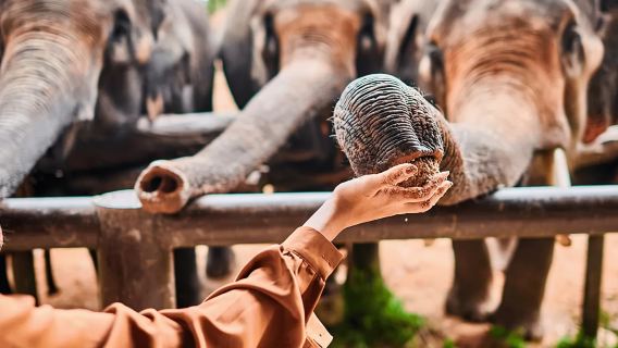蘇梅島大象保護營半日遊 Samui Elephant Spa
