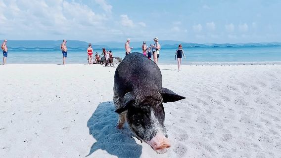 蘇梅島丹島豬島暮色島出海浮潛半日遊 海上派對 粉海豚發現之旅