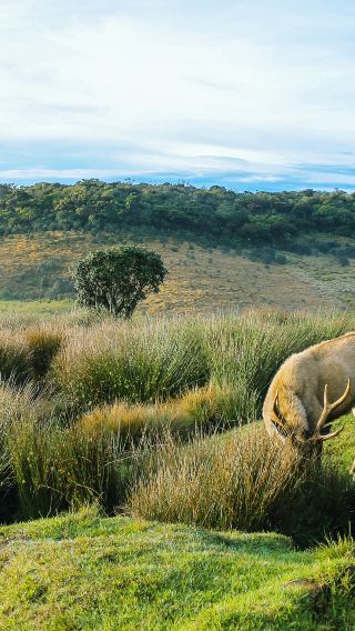 7D6N • Sri Lanka+Dambulla + Colombo + Elephant Orphanage + Horton Plains National Park + Yala National Park + New Zealand Farm + Sigiriya Lion Rock + Temple of the Sacred Tooth Relic