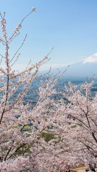 4天3晚 • 日本東京