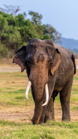 6D5N • Dambulla + Colombo + Sigiriya Lion Rock + Temple of the Sacred Tooth Relic + Minneriya National Park + Dambulla Cave Temple + Sri Lanka Sea Train