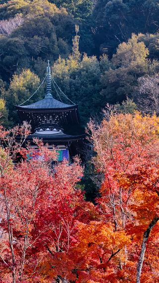 5天4晚 • 關西深度風情之旅 ・獨立成團 ・全程入住大阪市中心飯店