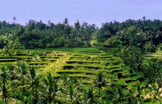 Tegalalang rice terrace near Ubud