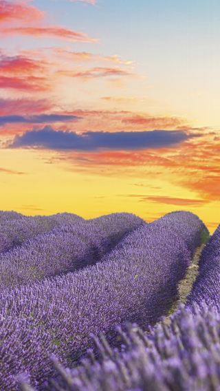 6D5N • France + Nice + Saint-Paul-de-Vence + Aix-en-Provence + Valensole + Gordes + Avignon + Marseille + Cannes + Antibes + Èze + Palais des Papes + Sénanque Abbey + Valensole Lavender Fields