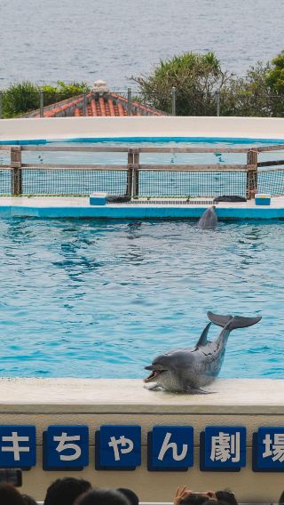 5天4晚 • 日本沖繩｜琉球文化體驗、美麗海水族館、全程四鑽酒店自由行 走訪萬座毛、古宇利島、海洋博公園及沖繩美麗海水族館