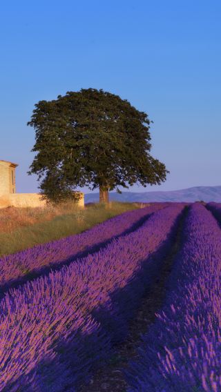 6D5N • France + Nice + Saint-Paul-de-Vence + Aix-en-Provence + Valensole + Gordes + Avignon + Marseille + Cannes + Antibes + Èze + Palais des Papes + Sénanque Abbey + Valensole Lavender Fields