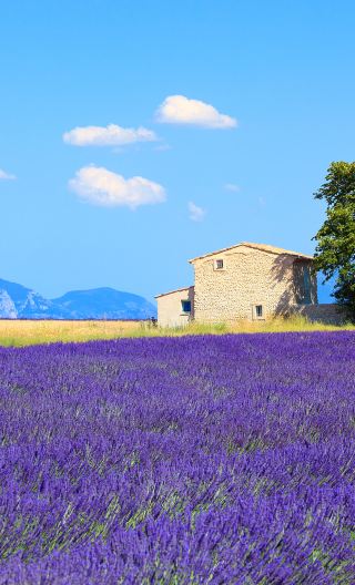 5D4N • France+Nice+Aix-en-Provence+Avignon+Marseille+Cannes+Antibes+Abbaye de Sénanque+Palais des Papes+Château des Baux-de-Provence+Notre-Dame de la Garde