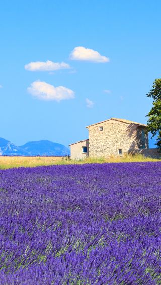 5D4N • France+Nice+Aix-en-Provence+Avignon+Marseille+Cannes+Antibes+Abbaye de Sénanque+Palais des Papes+Château des Baux-de-Provence+Notre-Dame de la Garde