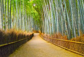 2D1N · Group Tours · Japan + Osaka + Kyoto · Stay in Kyoto, explore Kyoto by the Sea and Kyoto by the Forest, take in the "Dragon Rising to Heaven" view at Amanohashidate, visit Ine Funaya, and enjoy a scenic stroll through Arashiyama.