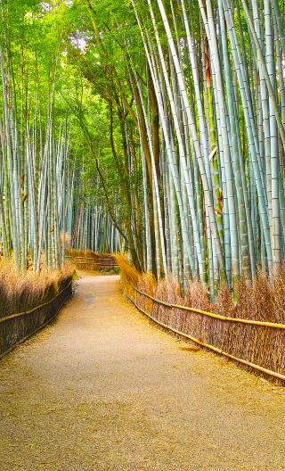 2D1N • Japan + Osaka + Kyoto