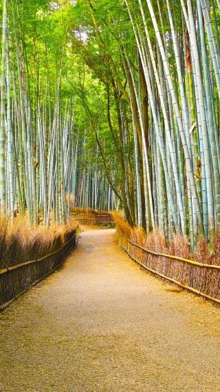 2D1N • Japan + Osaka + Kyoto