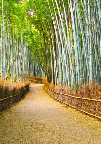 2D1N • Japan + Osaka + Kyoto