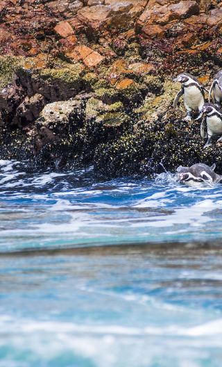 2D1N • Las Ballestas