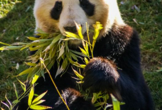 8-day 7-night · Group Tours · Jiuzhaigou + Huanglong National Scenic Area + Chengdu Research Base of Giant Panda Breeding + Leshan Giant Buddha + Mount Emei + Sanxingdui Museum · (Group for International Travelers) No shopping, international 5-diamond hotel, free airport transfer. Arrange a welcome dinner and health soup pot for local Tibetan families in Jiuzhaigou. 