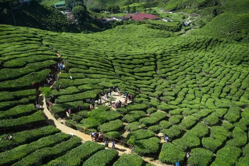 Madani Hotel Cameron Highland Photos