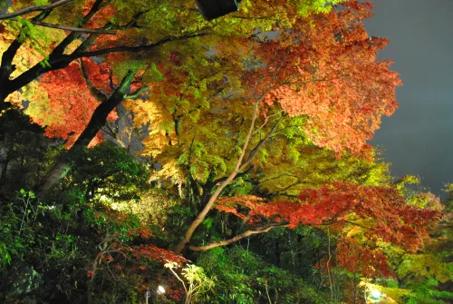 Negiya Ryofukaku Избранное Photos