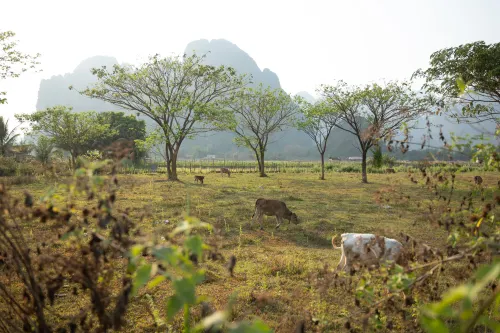 Vang Vieng Romantic Place Resort À ne pas manquer Photos