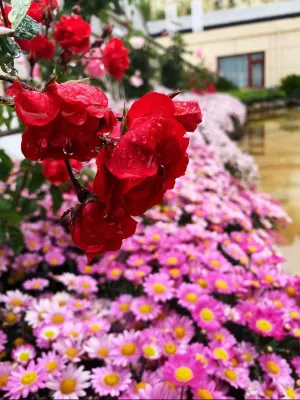 Vienna Hotel (Lijiang Old Town) Photos