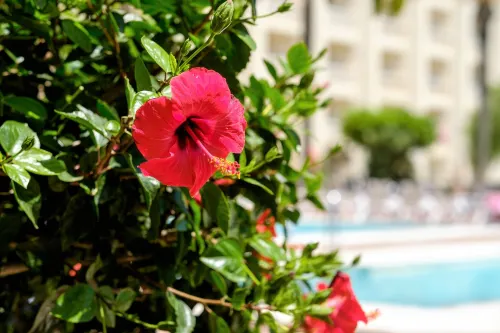 Hotel Moon Dreams Portomagno Photos