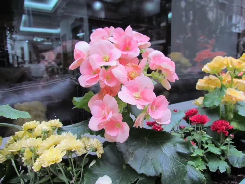 İSTANBUL PROMİSE Hotel Photos