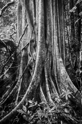 The Datai Langkawi Extérieur Photos