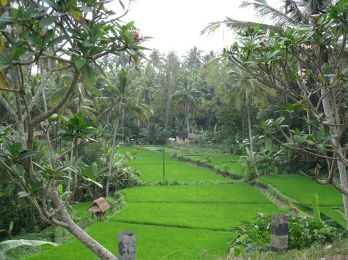 Bakung Ubud Resort and Villa Near Hotel Photos