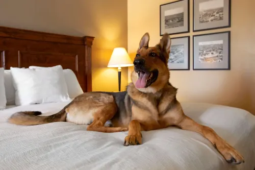 Best Western Plus Kings Inn  Suites Photos