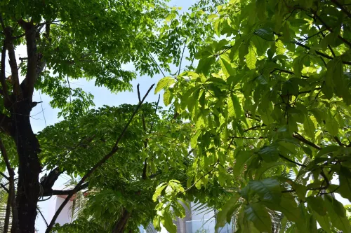 Hội An Reverie Villas Xung quanh Photos