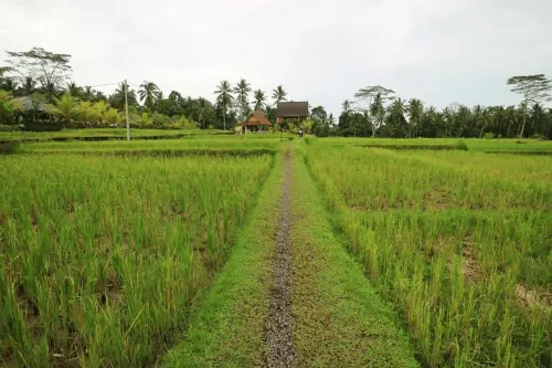 Royal JJ Ubud Resort & Spa Dekat Hotel Photos