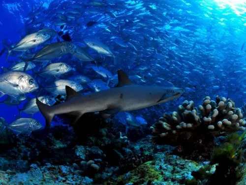 Mataking Reef Resort Photos