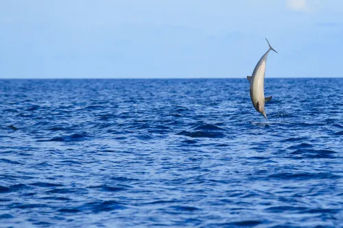 Velassaru Maldives Рядом с отелем Photos