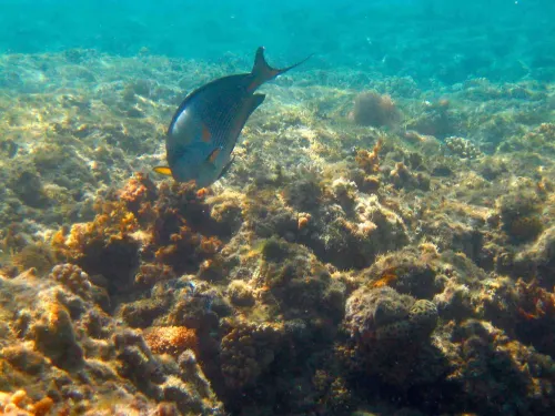 Mercure Hurghada Hotel Photos