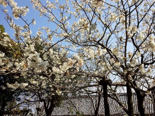 Shimoda Itoen Hotel Hanamisaki À proximité de l'hôtel Photos