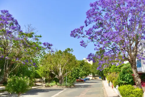 Paphos Gardens Holiday Resort Рядом с отелем Photos