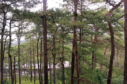 The Forest Lodge at Camp John Hay Hotellin lähellä Photos
