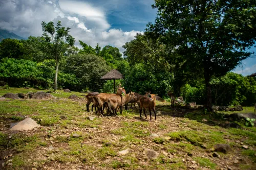 Baobab Safari Resort Dekat Hotel Photos