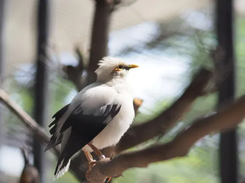 Aviary Bintaro Photos