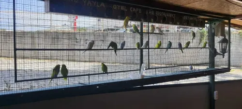 Grand Yayla Hotel Photos