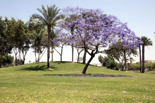 Swiss Inn Pyramids Golf Resort Near Hotel Photos