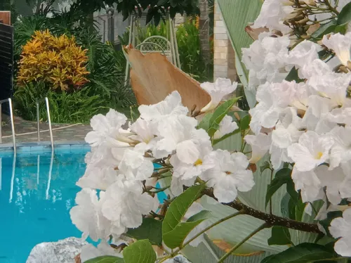 Seulawah Resort and Cafe Leisure & Recreation Photos
