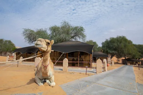 Thousand Nights Camp À proximité de l'hôtel Photos
