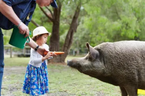 RAC Karri Valley Resort Photos