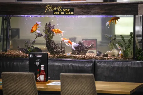 Nightcap at Federal Hotel Mt Gambier Public Areas Photos
