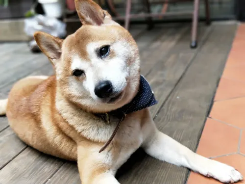 Cho Hotel Photos