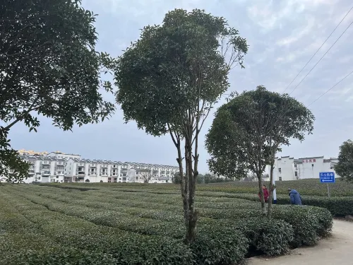 Camellia Residence Dekat Hotel Photos