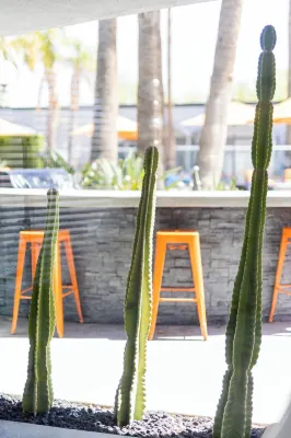 The Palm Springs Hotel Allmänna utrymmen Photos