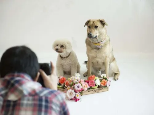 Izumigo Toba Dog Paradise Hotel Photos